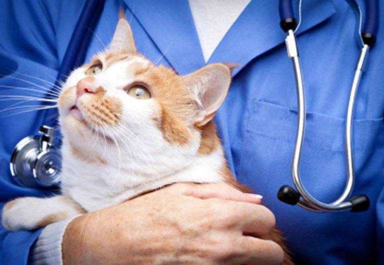 Meet the Doctor West Hazleton Veterinary Hospital