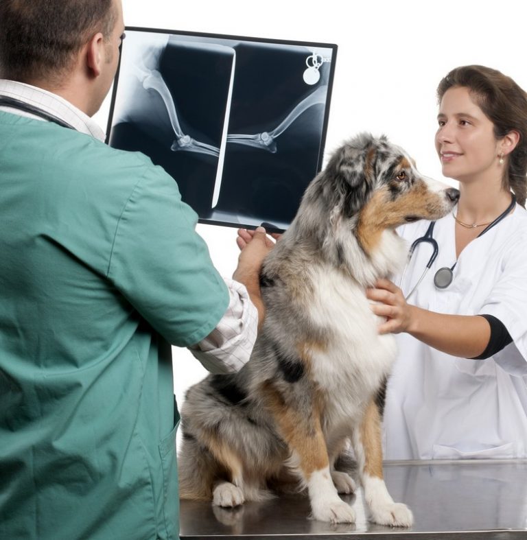 Veterinary Advanced Digital Xrays in West Hazleton, PA West Hazleton Veterinary Hospital
